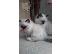 PoulaTo: birman x ragdoll